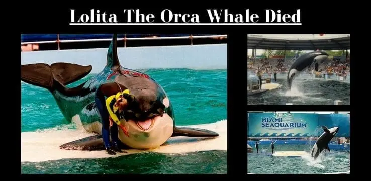 Lolita The Orca Whale